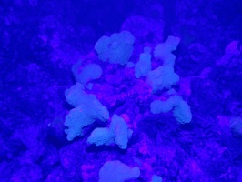 090 Coral head - with blue light and without yellow filter IMG 5255